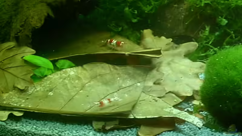 Dekoration im Aquarium Becken 6591 von Jacy (3)