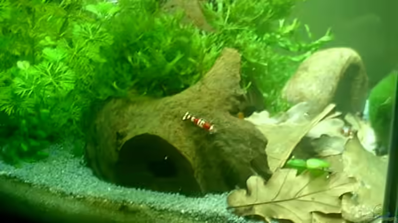 Dekoration im Aquarium Becken 6591 von Jacy (4)