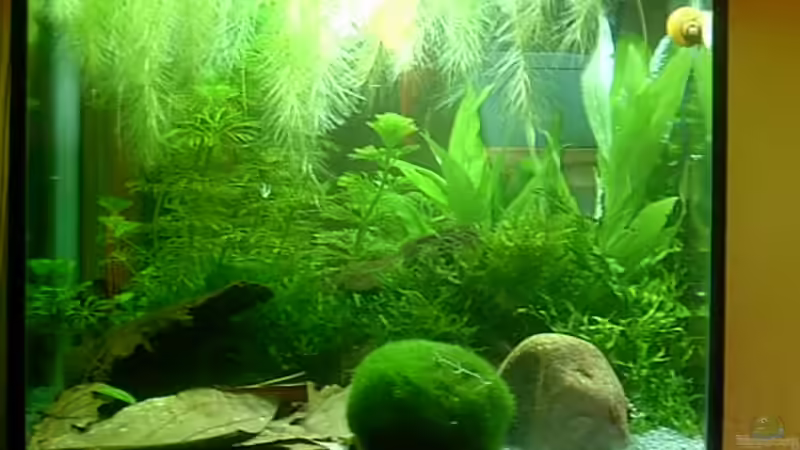 Dekoration im Aquarium Becken 6591 von Jacy (5)