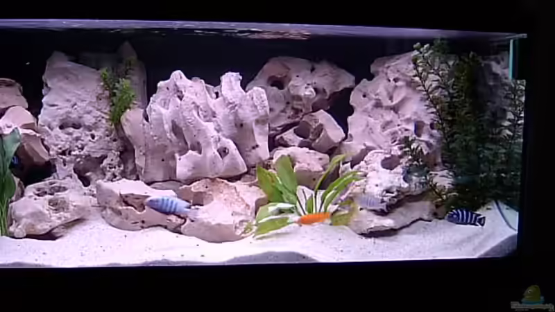 Dekoration im Aquarium Becken 660 von Bianka Merschbrock (3)