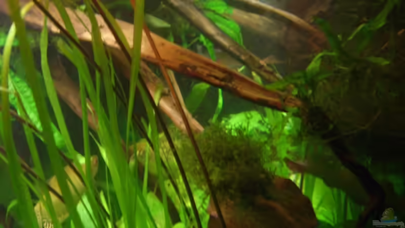 Dekoration im Aquarium Becken 6624 von Sandra Stoffels (20)