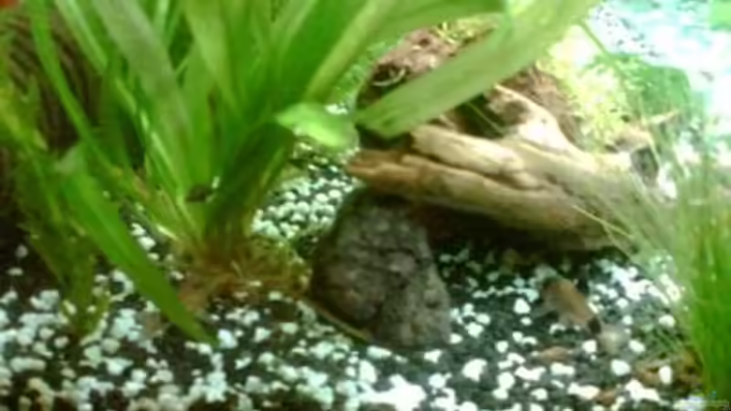 Dekoration im Aquarium Becken 6625 von Maria Blumenthal (12)