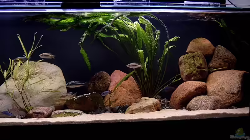 Dekoration im Aquarium Becken 6629 von Helgo Jacob (14)