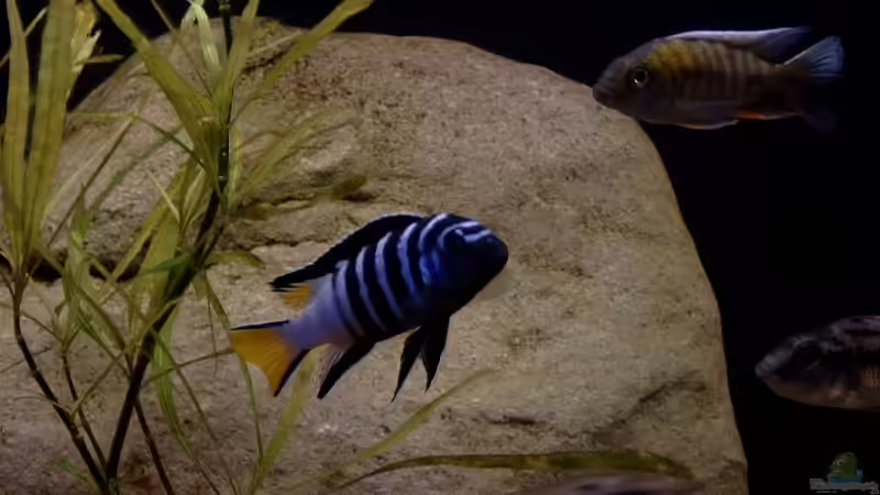 Dekoration im Aquarium Becken 6629 von Helgo Jacob (15)