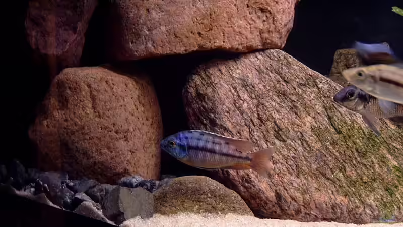 Dekoration im Aquarium Becken 6629 von Helgo Jacob (16)