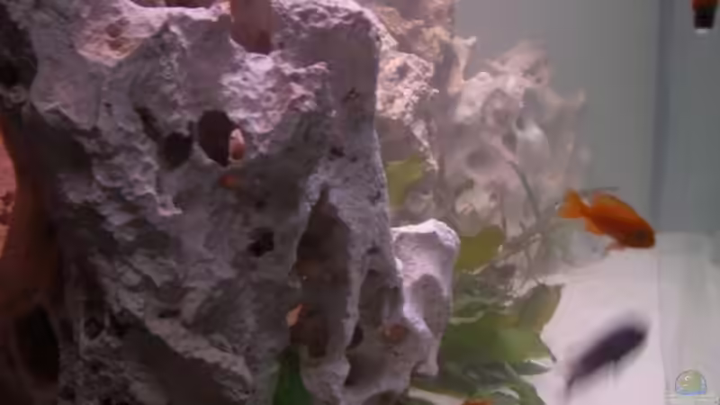 Dekoration im Aquarium Becken 6641 von breakfastklubber (15)