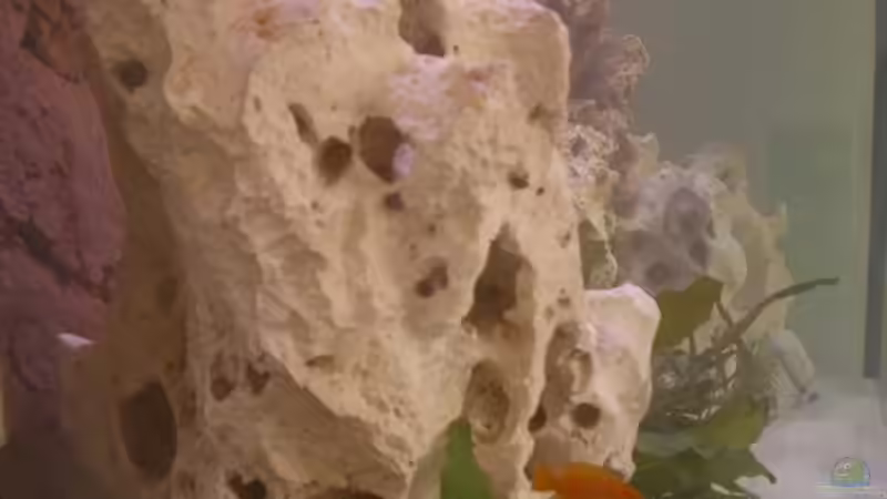 Dekoration im Aquarium Becken 6641 von breakfastklubber (17)