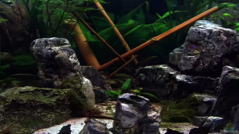 Dekoration im Aquarium Becken 6695 von kaulquappe (4)