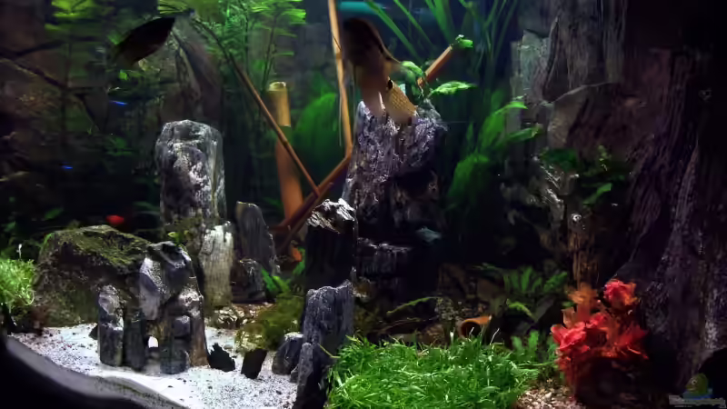 Dekoration im Aquarium Becken 6695 von kaulquappe (5)