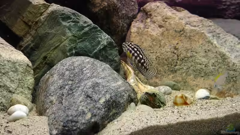 Dekoration im Aquarium Becken 67 von Norbert Ruhnau (13)