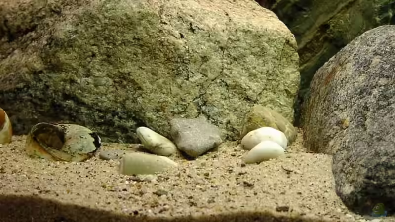 Dekoration im Aquarium Becken 67 von Norbert Ruhnau (14)