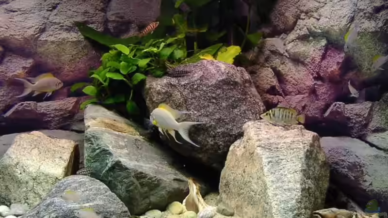 Dekoration im Aquarium Becken 67 von Norbert Ruhnau (15)