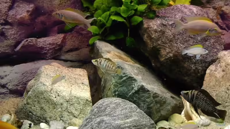 Dekoration im Aquarium Becken 67 von Norbert Ruhnau (8)