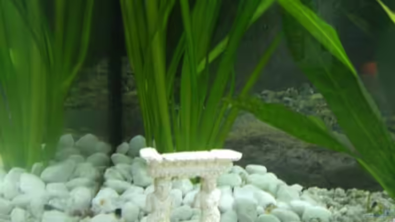Dekoration im Aquarium Becken 6706 von Andreas Sauer (4)