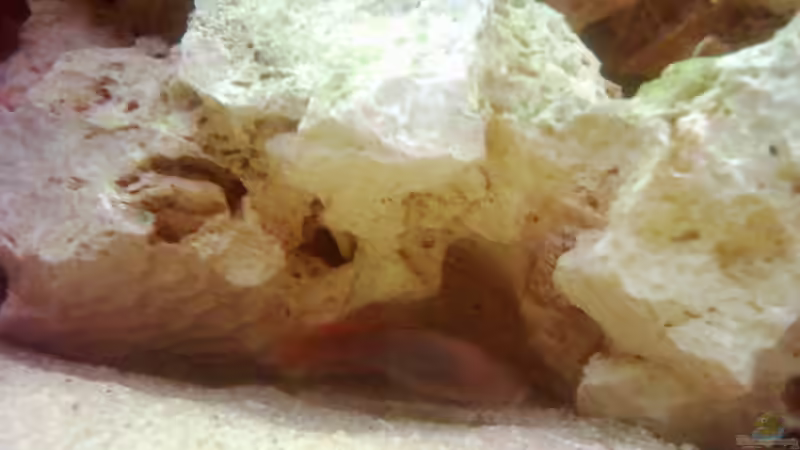 Dekoration im Aquarium Becken 671 von Thomas Neuhaus (10)