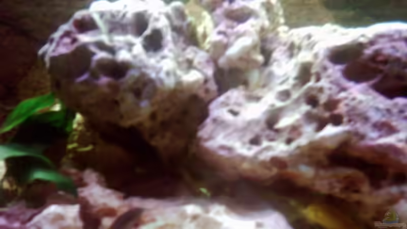 Dekoration im Aquarium Becken 671 von Thomas Neuhaus (12)