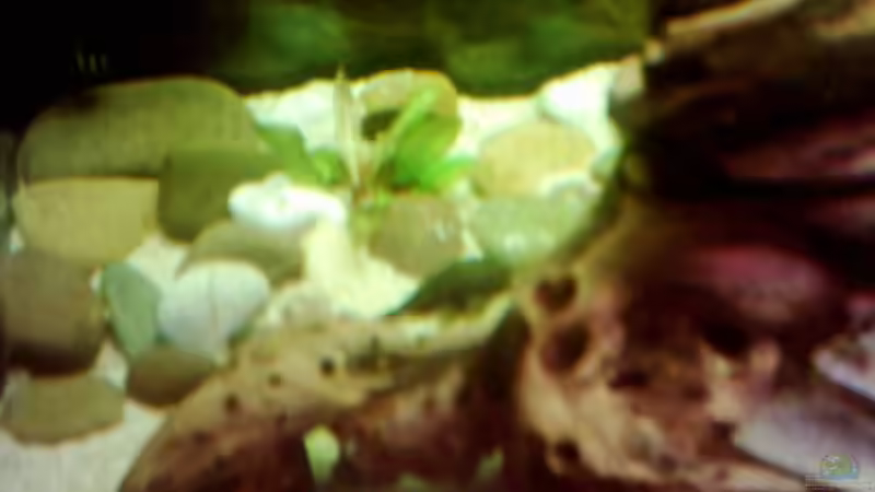 Dekoration im Aquarium Becken 671 von Thomas Neuhaus (13)