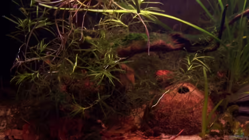 Dekoration im Aquarium Becken 6718 von Markus Dinter (3)