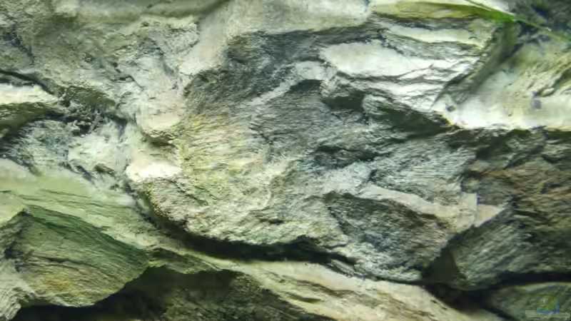 Dekoration im Aquarium Becken 6789 von Monika Panksy (8)