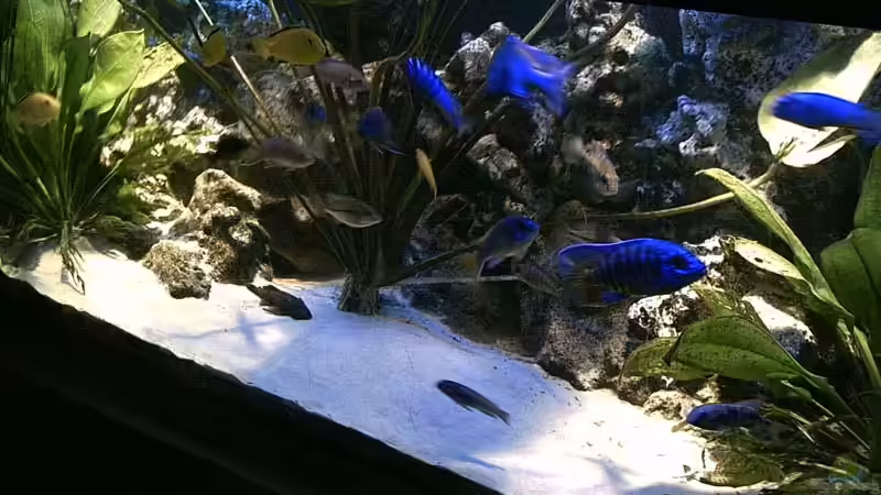 Dekoration im Aquarium Becken 679 von Michael Meyer (8)