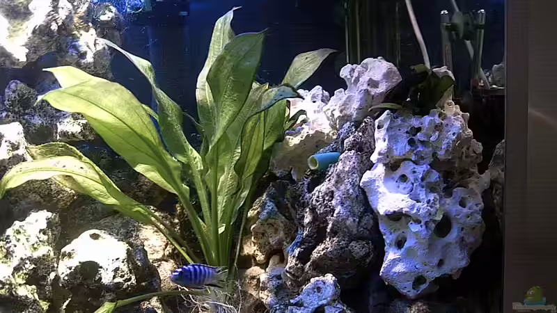 Dekoration im Aquarium Becken 679 von Michael Meyer (9)