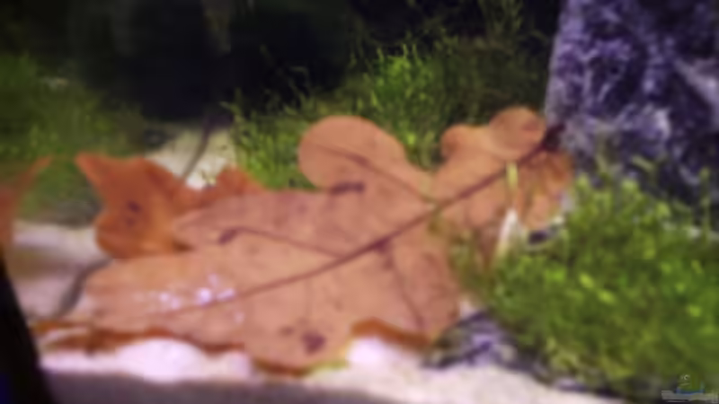 Dekoration im Aquarium Becken 6814 von Jonas Müller2 (9)