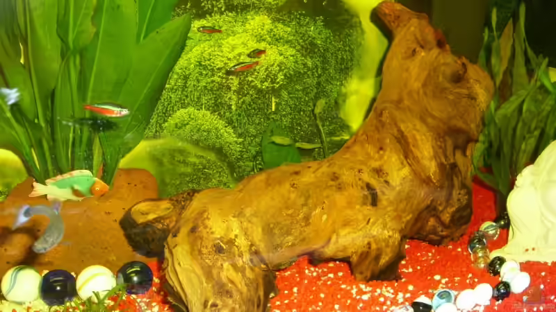 Dekoration im Aquarium Becken 6818 von Jonas Straßner (5)