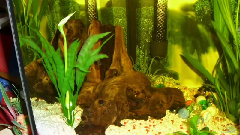 Dekoration im Aquarium Becken 6818 von Jonas Straßner (6)