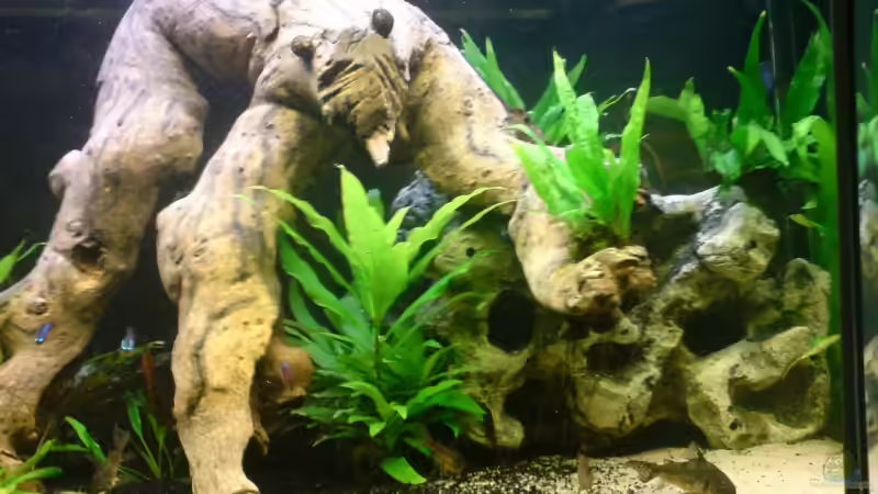 Dekoration im Aquarium Becken 6836 von Daniel Drescher (5)