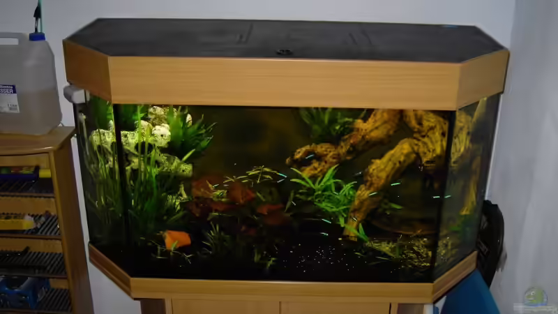 Dekoration im Aquarium Becken 6836 von Daniel Drescher (6)