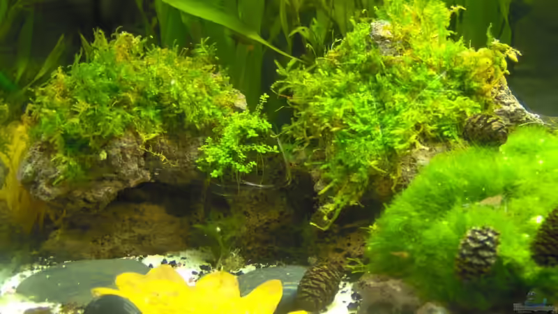 Dekoration im Aquarium Becken 6855 von Sven Dilewski (3)