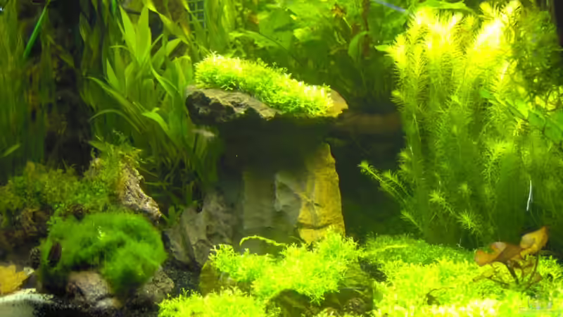 Dekoration im Aquarium Becken 6855 von Sven Dilewski (5)