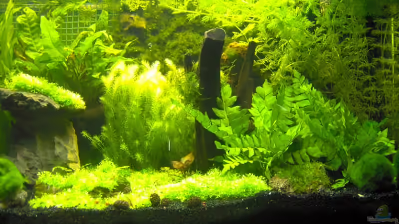 Dekoration im Aquarium Becken 6855 von Sven Dilewski (6)