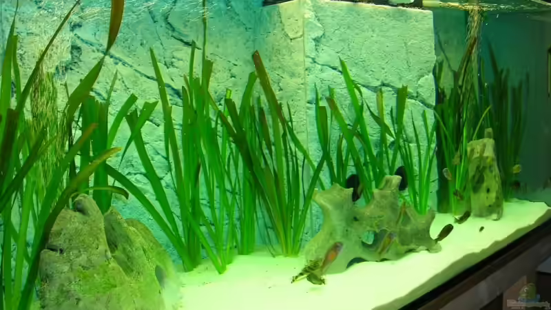 Dekoration im Aquarium Becken 6888 von Oliver Hofherr (5)