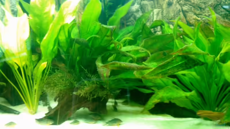 Dekoration im Aquarium Becken 6897 von Solitary (5)