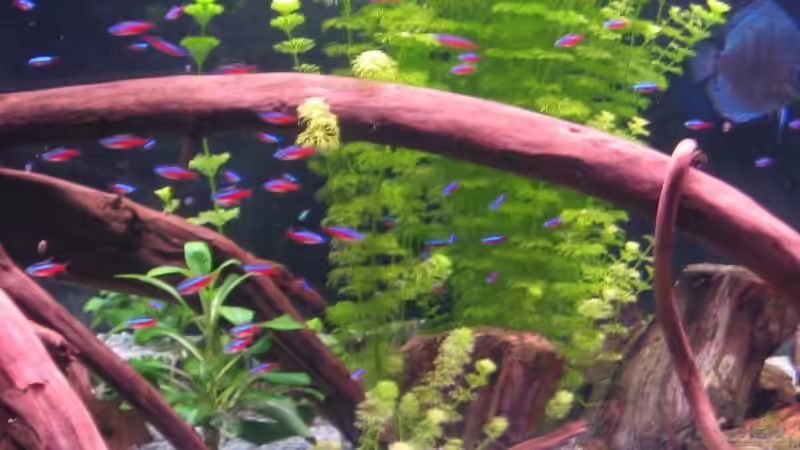 Dekoration im Aquarium Becken 6900 von Eberhard Brammer (6)