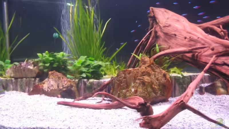 Dekoration im Aquarium Becken 6900 von Eberhard Brammer (7)