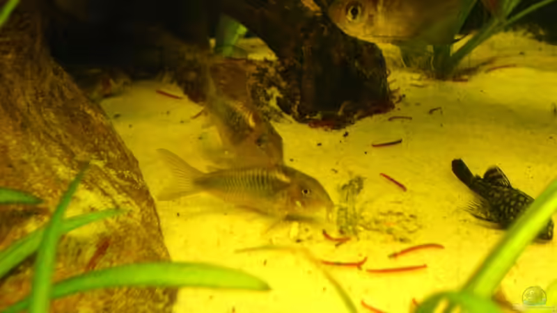 Dekoration im Aquarium Becken 692 von Limited (11)