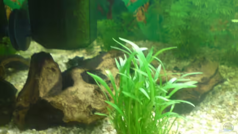 Dekoration im Aquarium Becken 6951 von Marko Petrovic (8)