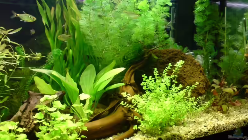 Dekoration im Aquarium Becken 6960 von Rico (20)