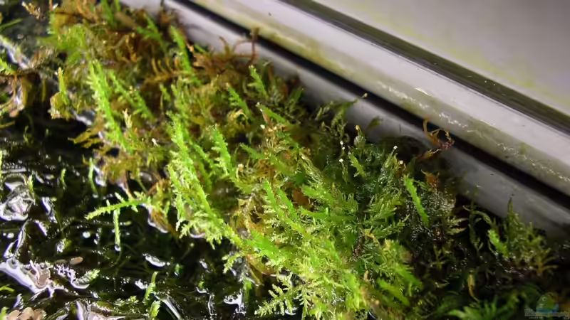 Dekoration im Aquarium Becken 6963 von Stinnes (10)