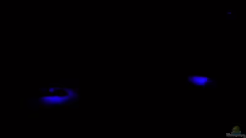 Dekoration im Aquarium Becken 697 von Bettina Reinschlüssel (3)