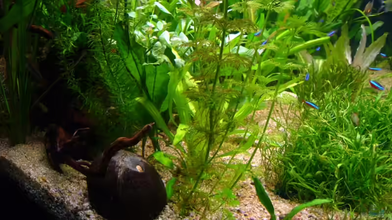 Dekoration im Aquarium Becken 6988 von Gerhard Kittel (6)