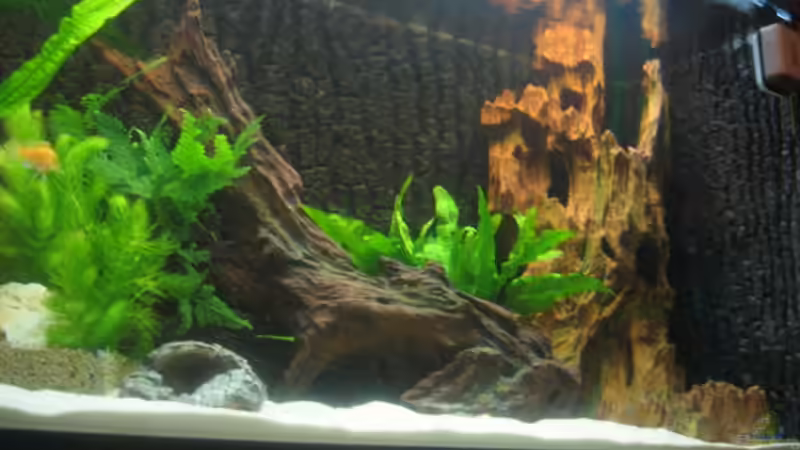 Dekoration im Aquarium Becken 702 von Vicky Gröbl (13)