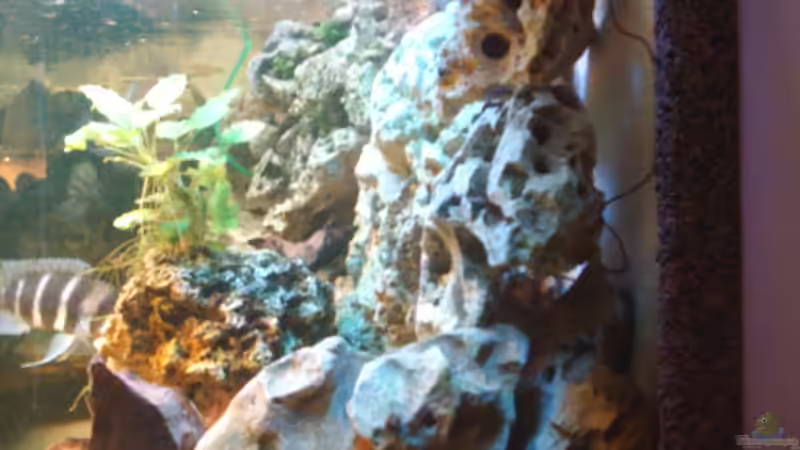 Dekoration im Aquarium Becken 705 von Dirk Abelshausen (14)