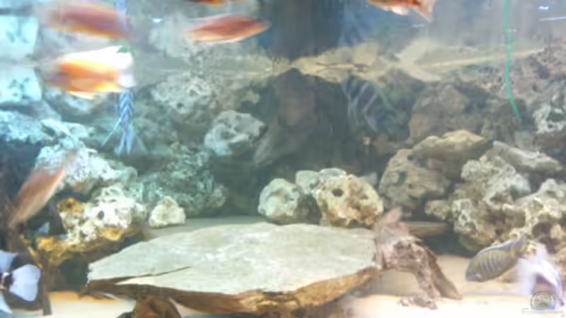 Dekoration im Aquarium Becken 705 von Dirk Abelshausen (16)