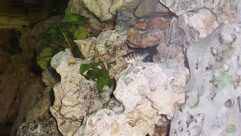 Dekoration im Aquarium Becken 705 von Dirk Abelshausen (17)