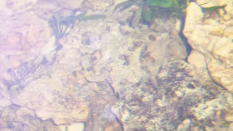 Dekoration im Aquarium Becken 705 von Dirk Abelshausen (18)