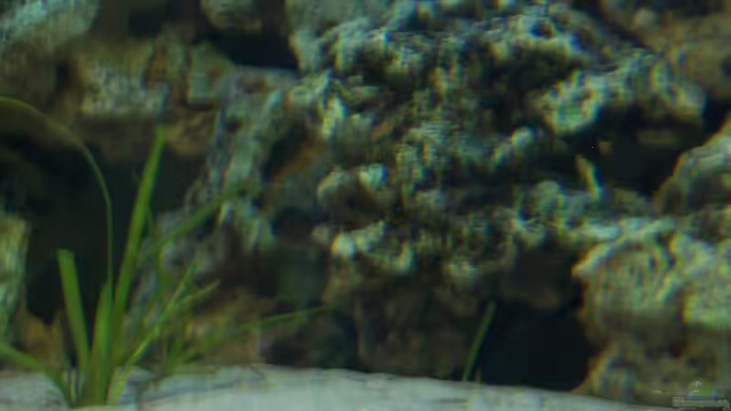 Dekoration im Aquarium Becken 705 von Dirk Abelshausen (19)