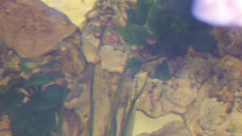 Dekoration im Aquarium Becken 705 von Dirk Abelshausen (20)